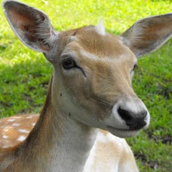 Featured Image: Deterring Deer