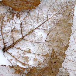 insect-control-begins