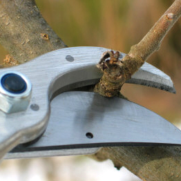 pruning-fundamentals-1
